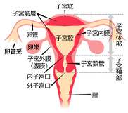 子宮断面図