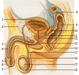 男性生殖器解剖図